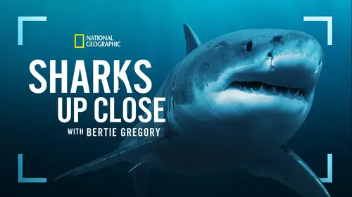 Sharks Up Close with Bertie Gregory English Documentary Trailer Thumbnail