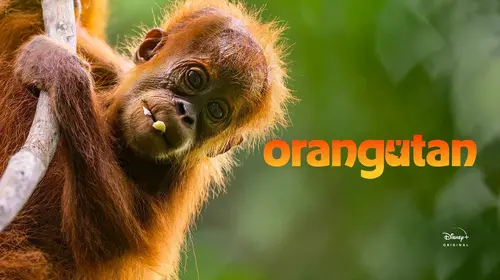 Orangutan English Animals & Nature Trailer Thumbnail