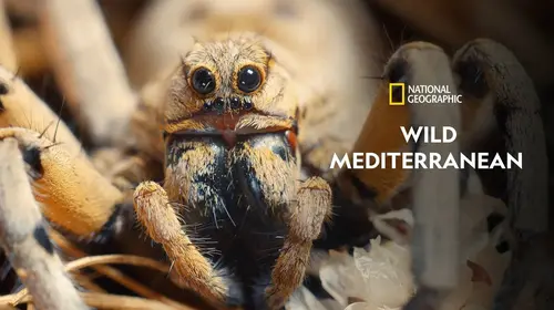 Wild Mediterranean English Animals & Nature Trailer Thumbnail