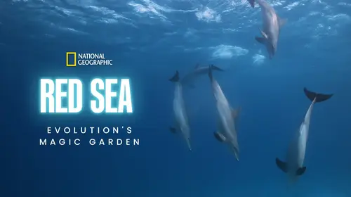 Red Sea: Evolution's Magic Garden English Documentary Movie Thumbnail