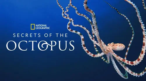 Secrets of the Octopus English Animals & Nature Trailer Thumbnail