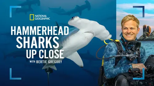 Hammerhead Sharks Up Close with Bertie Gregory English Documentary Trailer Thumbnail