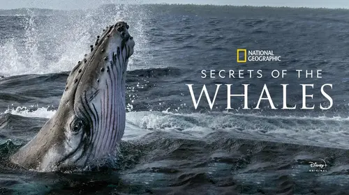 Secrets of the Whales English Animals & Nature Trailer Thumbnail
