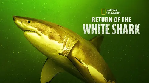 Return of the White Shark English Documentary Movie Thumbnail