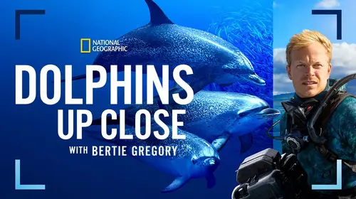 Dolphins Up Close with Bertie Gregory English Documentary Movie Thumbnail
