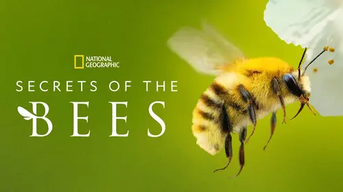 Secrets of the Bees English Animals & Nature Trailer Thumbnail