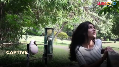 Captive English Drama Shorts Thumbnail