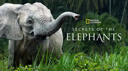 Secrets of the Elephants English Animals & Nature Trailer Thumbnail