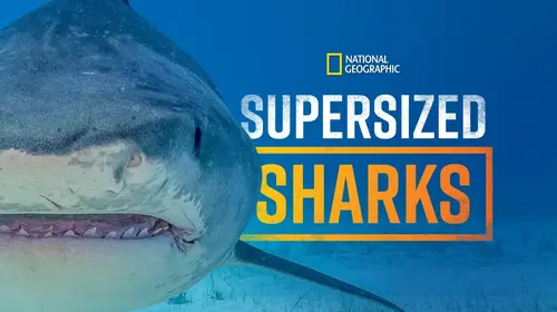 Supersized Sharks English Documentary Movie Thumbnail
