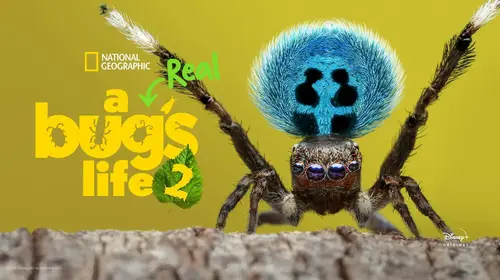 A Real Bug's Life English Documentary Trailer Thumbnail
