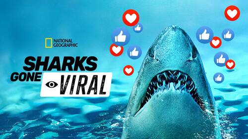 Sharks Gone Viral English Animals & Nature Movie Thumbnail