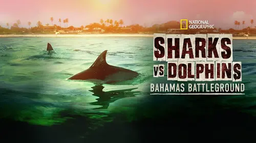 Sharks vs. Dolphins: Bahamas Battleground English Documentary Movie Thumbnail
