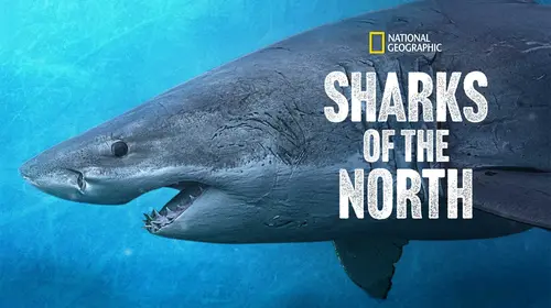 Sharks of the North English Documentary Movie Thumbnail