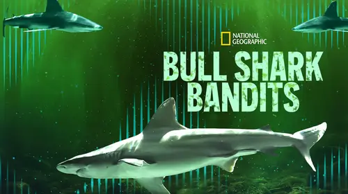 Bull Shark Bandits English Documentary Movie Thumbnail