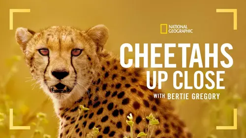 Cheetahs Up Close with Bertie Gregory English Documentary Movie Thumbnail