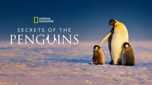 Secrets of the Penguins English Animals & Nature Trailer Thumbnail