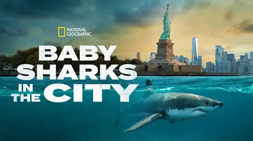 Baby Sharks in the City English Documentary Movie Thumbnail