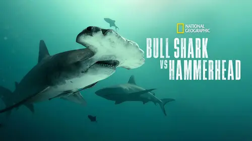 Bull Shark vs. Hammerhead English Documentary Movie Thumbnail